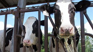 Nearly 90 Northeast organic dairy farms to lose market