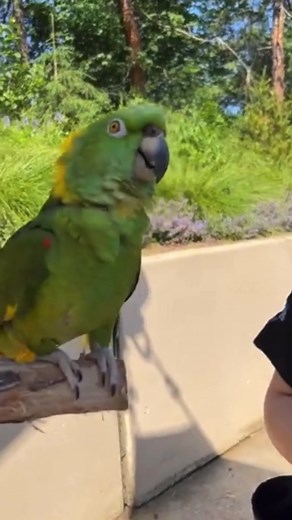 Today is World Parrot Day! In 2021, Coco's species, the yellow-naped amazon parrot, was declared critically endangered. #cincinnatizoo #worldparrotday #birdsoftiktok