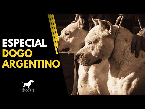 DOGO ARGENTINO: The King of Dog Breeds?