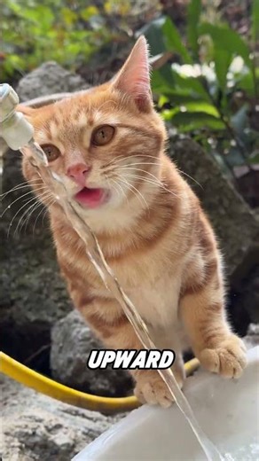 The difference in drinking methods between cats and dogs#amazing #animal #fyp #cute