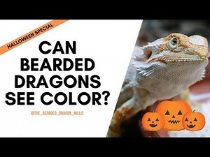Can Bearded Dragons See Colors? 🎃 Halloween Experiment for My Pet Lizard