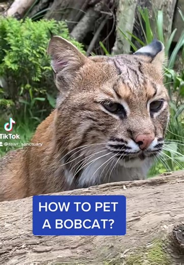 How to pet a bobcat? #bobcat #cats #catlover #justforfun | Bob Cat