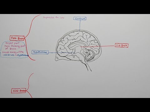 Human Brain: structure and function | Human brain class 10 | Control and Coordination | NCERT