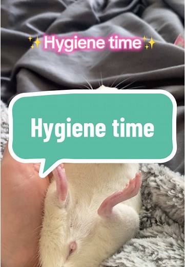 Enjoy 💖🫶🏻✨ #rattok #ratsarepetstoo #ratsareawesome #crazyratwoman #petrat #ratsarecleanpets #crazyratwoman #stella #ratcleaningitself