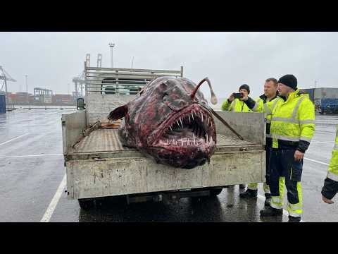 20 Mysterious Deep-Sea Creatures You Won't Believe Exist