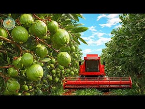 How Taiwan Farmers Harvest Guavas – Taiwan Guava Fruit Harvesting & Taiwan Guava Farming