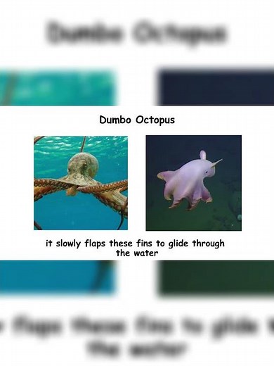 The Cutest Deep Sea Creature Ever