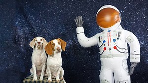 Beagle dog pranked by disguised alien in funny skit