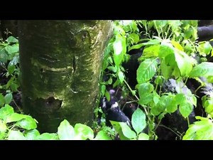 Yes, This Is A Photo Of A Weasel 'Riding' A Woodpecker In Flight