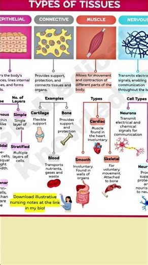 anatomy & Physiology of tissue l Tissue Notes l Tissue in human body l Tissue short essay