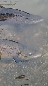 365K views · 8K reactions | Doubled up on trophy brown trout!!! | Big boy fishing | Facebook