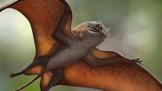 What fossils reveal about the first masters of sustained flight