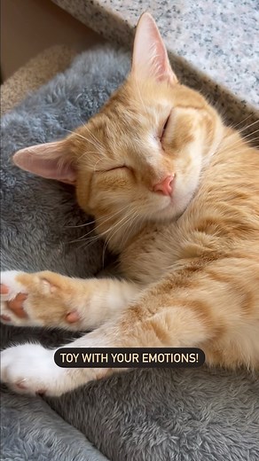 10K views · 541 reactions | What’s something your pet does that scares you? Cashmere likes to disappear without a trace for hours at a time. The first time this happened, we searched for her for hours without any luck only for her to show up later walking around like nothing’s happened. We’ve come to terms with the fact that she’s a great hider and we’re terrible seekers. @cashmere.mittens.cat | Cashmere & Mittens | Facebook