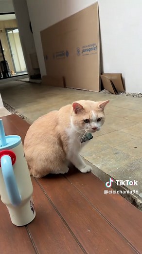 Pororo dan Panda: Keseruan Dunia Kucing