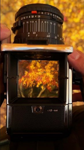 フィルムカメラで紅葉散歩の楽しみ｜Hasselblad 203 FE