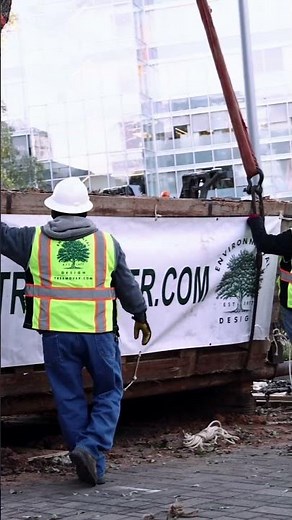 Planting a MASSIVE Oak Tree Crane Assist