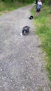 89K views · 2.8K reactions | A Border Collie And Aussie Both Letting Each Other Know They Are Not A Threat #doglover #aussieshepherd #bordercollie | Better Days | Facebook