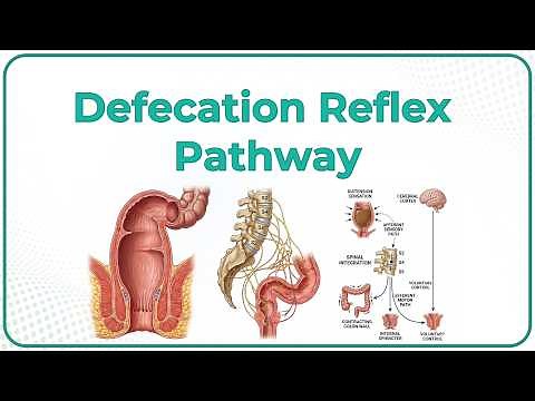 Defecation Reflex Pathway Animation - Gastrointestinal physiology