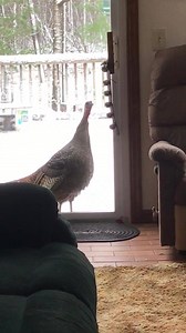 19K views · 408 reactions | Here’s what happens when a #turkey in Altamont, NY empties your bird feeder and is still hungry. 旅 | NYS Department of Environmental Conservation | Facebook