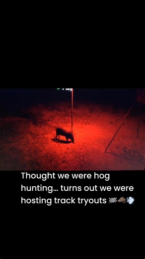 42K views · 216 reactions | He thought it was race day  Arrow hits — and boom, he’s off like the starting gun just went off! Red Light. Arrow. Go Time!  Fastest Hog in the South  #HogHunting #BowHunt #OutfitterLife #HuntingReel | Elusive Wildlife Technologies, LP | Facebook