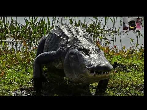 1000lb Alligator Burst Of Speed HD