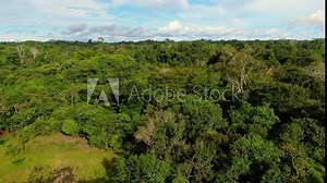 Aerial view of Amazonian river and evergreen rain forest at sunset light. Drone flying above Amazon jungle. Beautiful sunset golden hour light. Flight above the jungle and biggest river in the world.