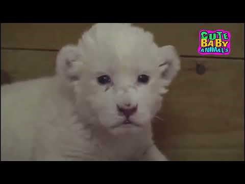 Cutest White Lion Cubs Roar and Can't Stop Playing
