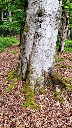 Gazzaladra on Instagram: "My 3d printed tree trunk planter! Stl link is in my bio #3dprinting #3dprinters #3dprinter #3dprinted #3dprintable #3dprint #3ddruck #3dparts #3dscanned #3dscanning #3dprintedmodels #3dprintingcommunity"
