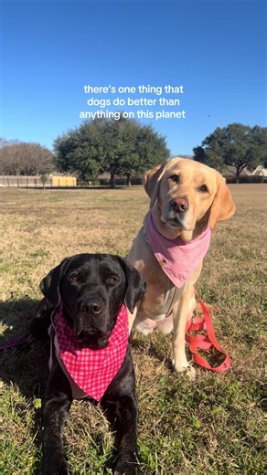Finding Joy in Daily Dog Celebrations