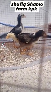 25 reactions · 35 shares | Masha Allah Shafiq Shamo farm kpk | Shafiq Shamo farm kpk | Facebook