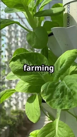 One Acre, Thirty Times the Yield: The Efficiency of Vertical Farms