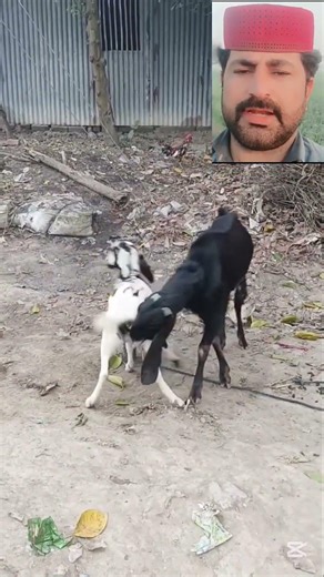 First Timer Goat and Black Male 😱🐐#first #timer #goat #viral