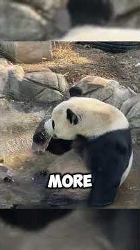 Lin Yan The Most Energetic Panda in the World 🐼💖