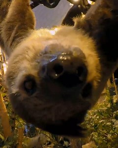 🐢🐯 Need your ANIMAL fix while we're closed? 🐘🐦 EVERY episode of The Secret Life of The Zoo is NOW available to WATCH on Channel 4... 👇 You're welcome 👇 https://www.channel4.com/programmes/the-secret-life-of-the-zoo | Chester Zoo