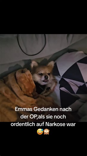Emma hat ihre zweite große OP seit Dezember überstanden. Im Dezember wurde ein Teil der Gesäugeleiste entfernt und die Gebärmutter,da sie