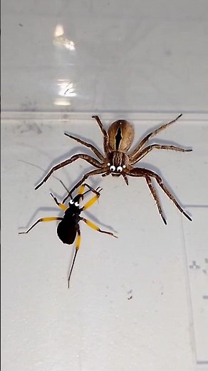 Spider vs Assassin Bug #animals