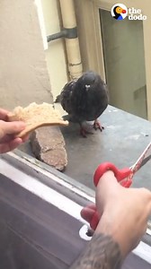 Amazing how he finally frees this pigeon ✨🍾👏 | The Dodo