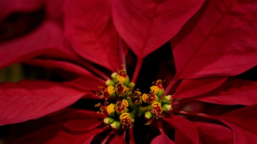 Poinsettias are associated with Christmas, but who brought it to SC, US?