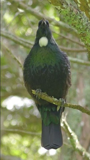 New Zealand Tui Birdsong #birds #birdsounds #birdsong #nature