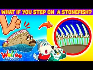 NEW | Wolfoo Explore 🔍 What Happens If You Step On a Stonefish? | Wolfoo Channel | Kids Cartoon