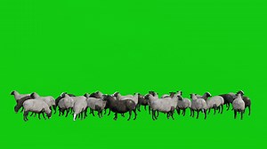 Download Flock of Sheep Standing on Green Screen Background for free