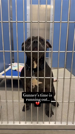 I first met Gunner when he was in the sick wing and immediately fell in love. He was a tiny little pocket pittie with a jumbo heart. His joy and big blocky smile were contagious. I loved my time with him a few days later he was given a euthanasia deadline because he couldn’t overcome his cold. I was heartbroken but soon very relieved to learn he was adopted. Sadly, Gunner was returned 3 weeks later. He now requires a foster New Hope Rescue to save him. In the home, Gunner was introduced to cats 