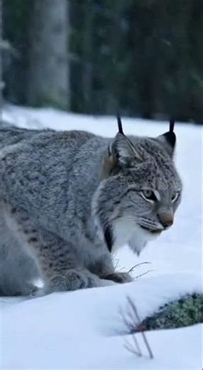 Surrounded by Wolves! How a Canada Lynx Escaped a Hungry Pack 🐺😼🌲 #wildlife #animals #facts #nature