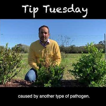 Boxwood Dieback