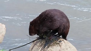 Beavers make scent mounds to mark their territory. This beaver jumped on a rock, left mud and debris, and then sprayed her scent (a mixture of urine and castoreum). There were lots of excited spectators on the sidewalk, as you can hear. You can see the beaver’s scent spray when she turns to leave. You will also note that this beaver, who I have named Palmer, has very unique tail damage from an old injury. #cuteanimals #wildlife | Mike’s photos and videos of beavers