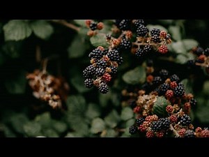 Reviewing the Marionberry | A Blackberry, Raspberry, Grape & Mulberry in one!