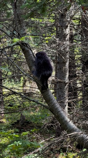 28K views · 5.4K reactions | the largest rodent in all of nova...