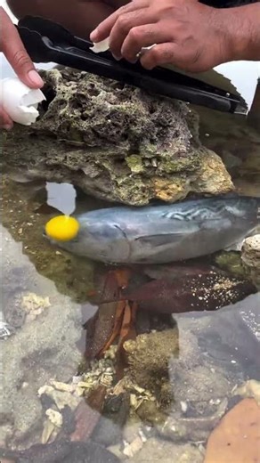 Catching Fish at the Beach with my SECRET Method! 🤫