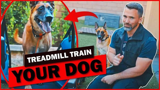 Can Your Dog Run on a Treadmill? Pro Trainer Demonstrates the PawRunner!