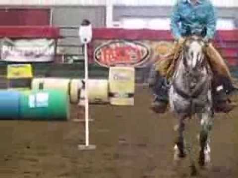 Appaloosa Stallion Winning Extreme Cowboy Race in Lynden, WA